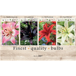 306677 Лилии