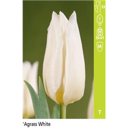 Аграсс Вайт