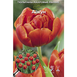 Тюльпан Махровый Ранний Айкун