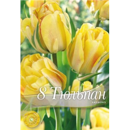 Тюльпан Акебоно