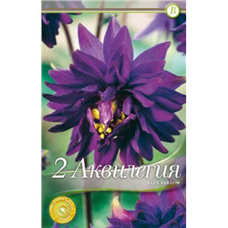 Аквилегия Блю Барлоу