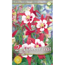 Аквилегия Сван Ред энд Вайт
