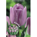 Тюльпан Триумф Алиби