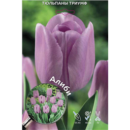 Тюльпан Триумф Алиби