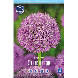 Аллиум Гладиатор