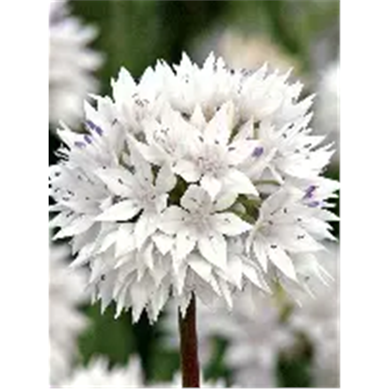 Аллиум Грейсфул Бьюти