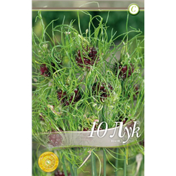 Аллиум Хайр