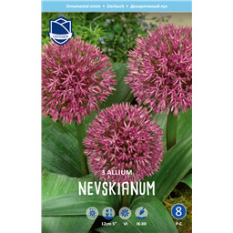 Аллиум Невскианум