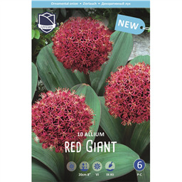 Аллиум Ред Гигант