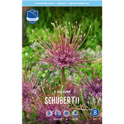 Аллиум Шуберта