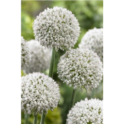 Аллиум Уайт Клауд