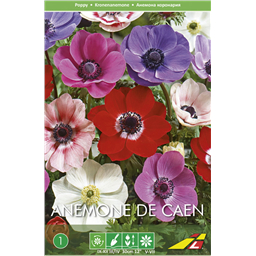 Анемона Ди Каен(упаковка мини)