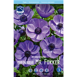 Анемона Мистер Фоккер