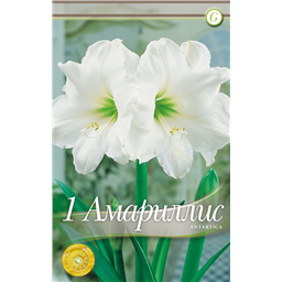 Антарктика