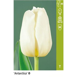 Антарктика