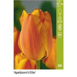 Апельдорн Элит