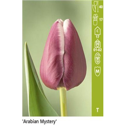 Арабион Мистери