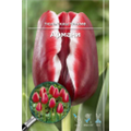 Тюльпан Триумф Армани