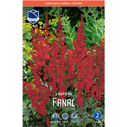 Астильба Фанал