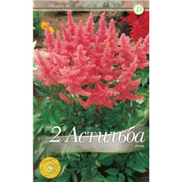 Астильба Пинк