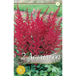 Астильба Ред