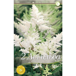 Астильба Уайт