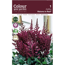 Астильба Вижнсин ин Ред