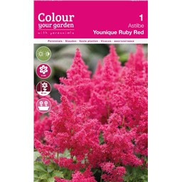 Астильба Юник Руби Рэд