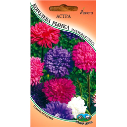 Астра Королева рынка махровая смесь