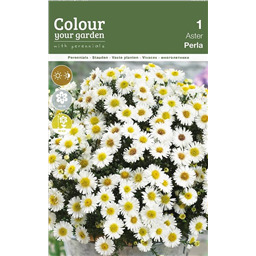 Астра кустарниковая Перла