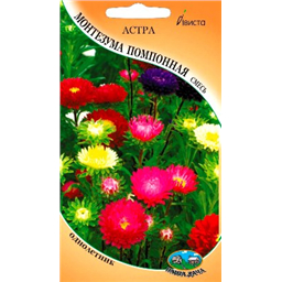 Астра Монтезума помпонная смесь