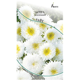 Астра Помпонная Уайт