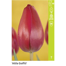 Атилла Графитти