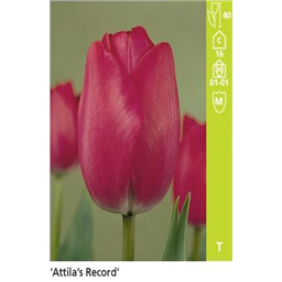 Атилла Рекорд