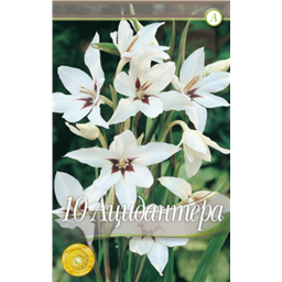 Ацидантера