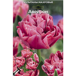 Тюльпан Махровый Ранний Аверон