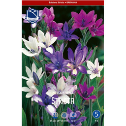 Бабиана Стрикта