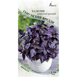 Базилик душистый красный Генуэзский Фредди 