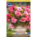 Бегония Балкони Пинк