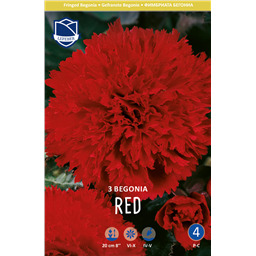 Бегония фимбриата Ред