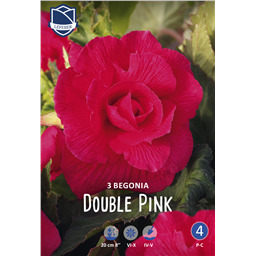 Бегония Махровая Пинк