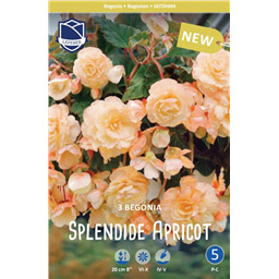 Бегония пендула Сплендид Эприкот