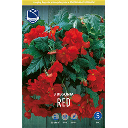 Бегония пендула Ред