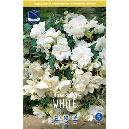 Бегония пендула Уайт
