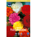 Бегония махровая смесь