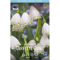 Белоцветник Гравети Джайнт 