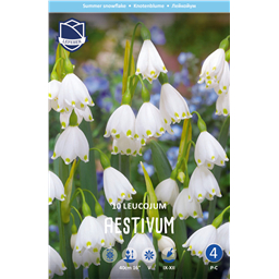 Белоцветник летний