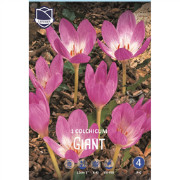 Безвременник Джиант