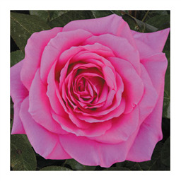 Эйфел Тауэр