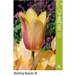 Блашинг Бьюти